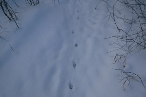 Fuchsspuren im Schnee