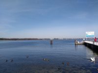 Panorama vom Seeufer mit Enten im Vordergrund