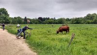 Kühe auf der Wiese, davor ein Radfahrer