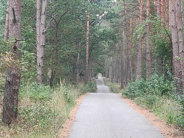 Hügeliger Radweg im Wald