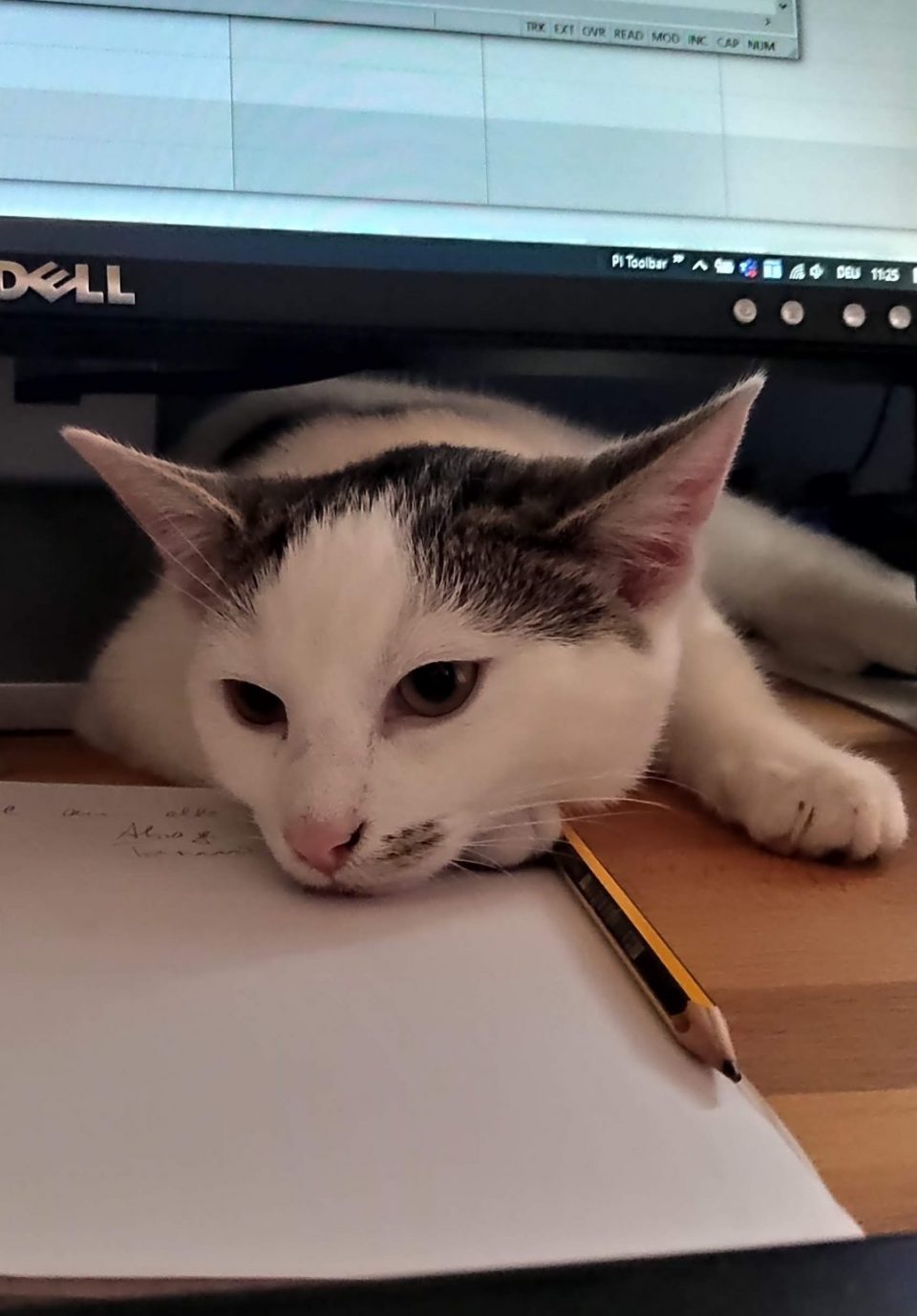 Katze auf Schreibtisch mit Kopf auf Stift